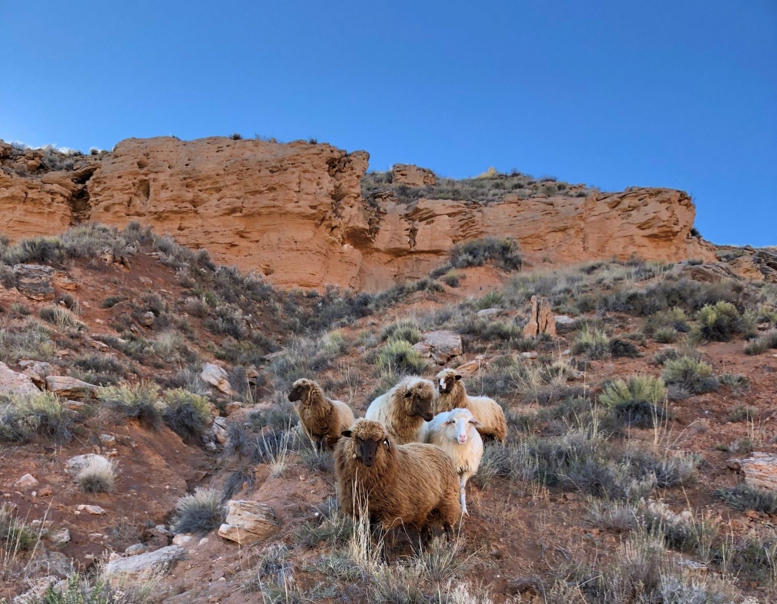 Heritage Sheep Breeds Shave ‘Em to Save ‘Em Countryside